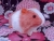 Big Hot Pink Dutch Guinea Pig Plushie