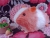 Big Hot Pink Dutch Guinea Pig Plushie
