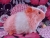 Big Hot Pink Dutch Guinea Pig Plushie