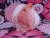 Big Hot Pink Dutch Guinea Pig Plushie