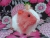 Big Hot Pink Dutch Guinea Pig Plushie
