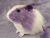 Big Lavender Dutch Guinea Pig Plushie