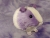 Big Lavender Dutch Guinea Pig Plushie