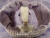 Big Lavender Dutch Guinea Pig Plushie