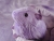 Big Lavender Guinea Pig Plushie