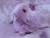 Big Lavender Guinea Pig Plushie
