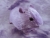Big Lavender Guinea Pig Plushie