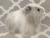 Big Grey Dutch Longhaired Guinea Pig Plushie