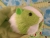 Big Lime Green Dutch Guinea Pig Plushie