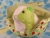 Big Lime Green Dutch Guinea Pig Plushie