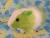 Big Lime Green Dutch Guinea Pig Plushie