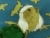 Big Pea Green Dutch Guinea Pig Plushie