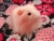 Big Pink Longhaired Dutch Guinea Pig Plushie
