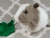 Big Silver Dutch Guinea Pig Plushie