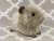 Big Silver Guinea Pig Plushie