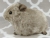 Big Silver Guinea Pig Plushie