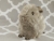 Big Silver Guinea Pig Plushie