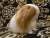 Big Tan Dutch Guinea Pig Plushie