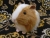 Big Tan Dutch Guinea Pig Plushie
