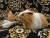 Big Tan Dutch Guinea Pig Plushie
