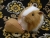 Big Tan Dutch Guinea Pig Plushie