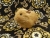 Big Tan Guinea Pig Plushie