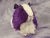 Big Violet Dutch Guinea Pig Plushie