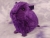 Big Violet Guinea Pig Plushie
