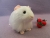 Big White Guinea Pig Plushie