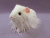 Big White Texel Guinea Pig Plushie
