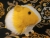 Big Yellow Dutch Guinea Pig Plushie