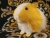 Big Yellow Dutch Guinea Pig Plushie