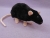 Black Berkshire Rat Plushie