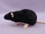 Black Berkshire Rat Plushie