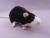 Black Blazed Rat Plushie