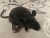 Black Mouse Plushie