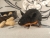 Black Mouse Plushie with Tan Belly