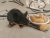 Black Mouse Plushie with Tan Belly