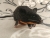 Black Mouse Plushie with Tan Belly
