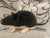 Black Mouse Plushie with White Belly