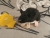 Black Mouse Plushie with White Belly