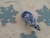 Blue Checkered Mouse/Rat Ornament
