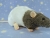 Blue Grey Bareback Rat Plushie