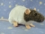 Blue Grey Capped Rat Plushie