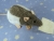 Blue Grey Half-Hooded Rat Plushie