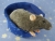 Blue Grey Berkshire Rat Plushie