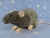 Blue Grey Berkshire Rat Plushie