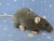 Blue Grey Berkshire Rat Plushie