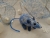 Blue Snow & Wind Mouse/Rat Ornament