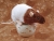 Brown Bareback Rat Plushie